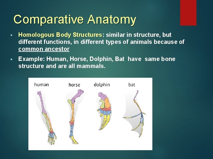 Comparative Anatomy § Homologous Body Structures: similar in structure, but Homologous Body Structures different Comparative Anatomy § Homologous Body Structures: similar in structure, but Homologous Body Structures different