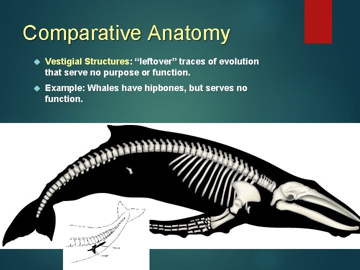 Comparative Anatomy Vestigial Structures: “leftover” traces of evolution that serve no purpose or function. Comparative Anatomy Vestigial Structures: “leftover” traces of evolution that serve no purpose or function.