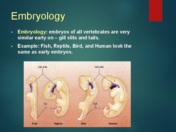 Embryology § Embryology: embryos of all vertebrates are very Embryology similar early on – Embryology § Embryology: embryos of all vertebrates are very Embryology similar early on –