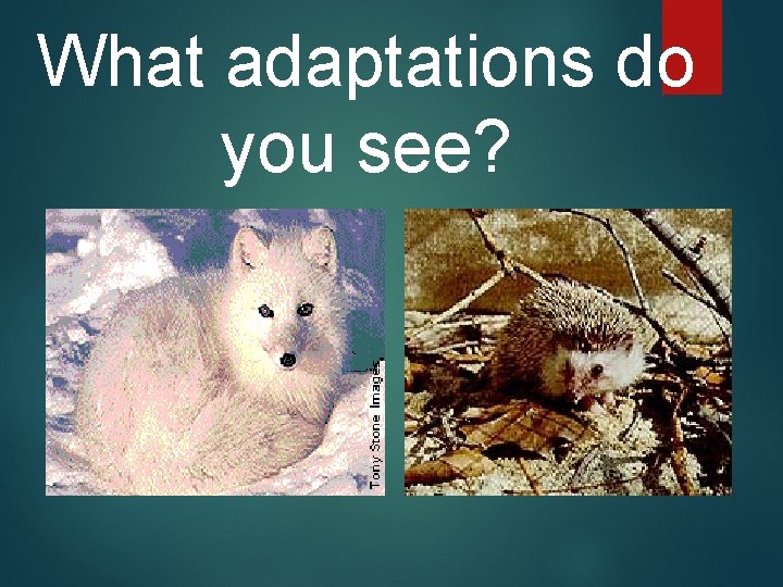 What adaptations do you see? What adaptations do you see?