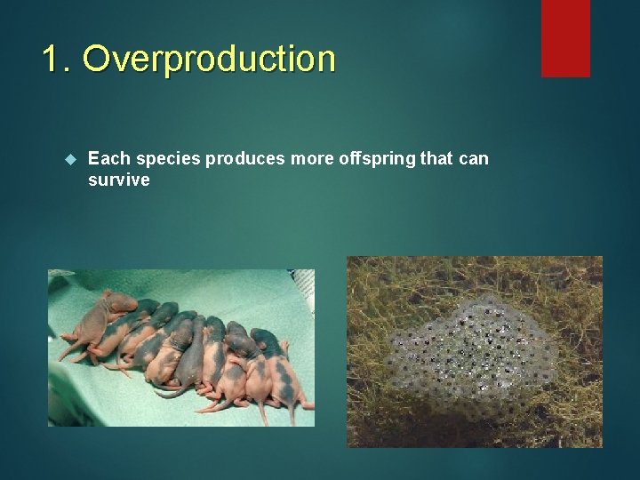 1. Overproduction Each species produces more offspring that can survive 1. Overproduction Each species produces more offspring that can survive