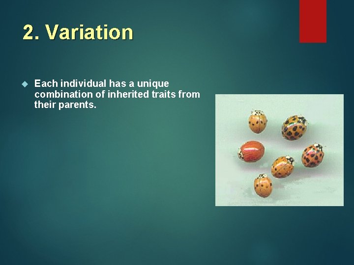 2. Variation Each individual has a unique combination of inherited traits from their parents. 2. Variation Each individual has a unique combination of inherited traits from their parents.