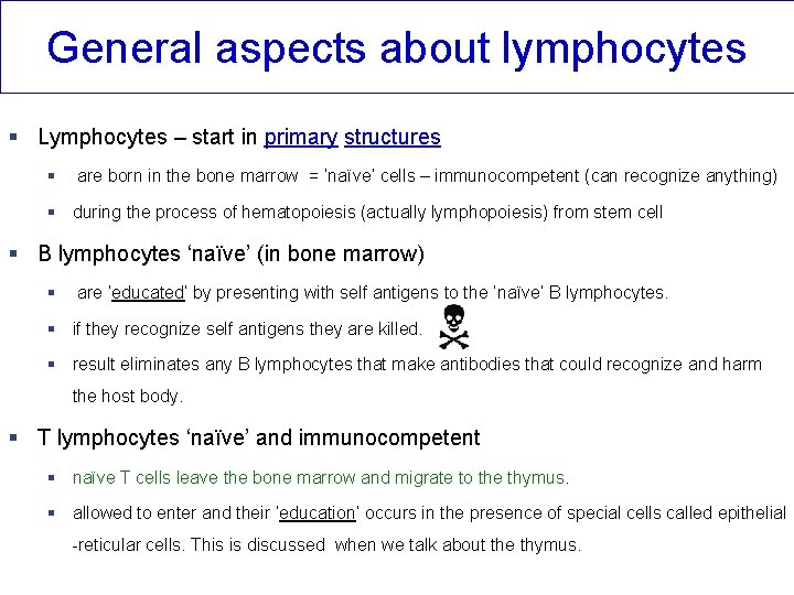 General aspects about lymphocytes § Lymphocytes – start in primary structures § are born