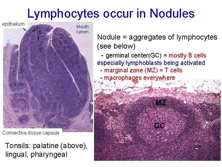 Lymphocytes occur in Nodules epithelium Mouth lumen Nodule = aggregates of lymphocytes (see below)