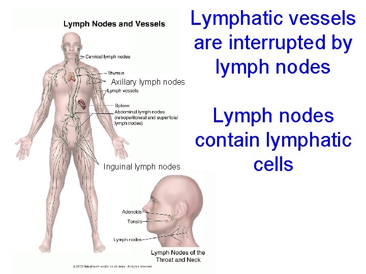 Axillary lymph nodes Inguinal lymph nodes Lymphatic vessels are interrupted by lymph nodes Lymph