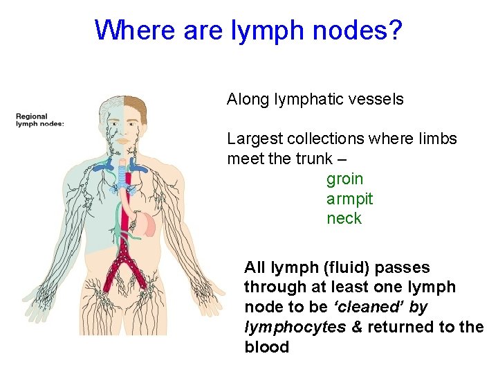 Where are lymph nodes? Along lymphatic vessels Largest collections where limbs meet the trunk
