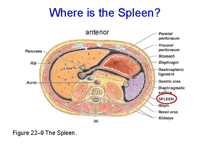 Where is the Spleen? anterior Figure 22– 9 The Spleen. 