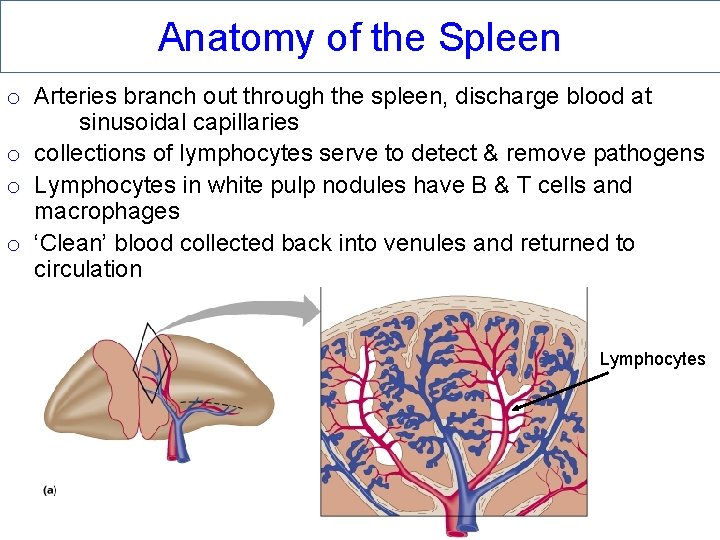 Anatomy of the Spleen o Arteries branch out through the spleen, discharge blood at