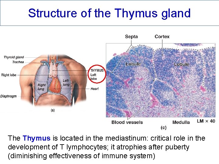 Structure of the Thymus gland The Thymus is located in the mediastinum: critical role