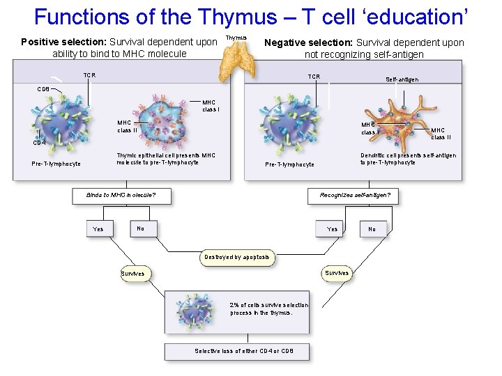 Functions of the Thymus – T cell ‘education’ Copyright © The Mc. Graw-Hill Companies,