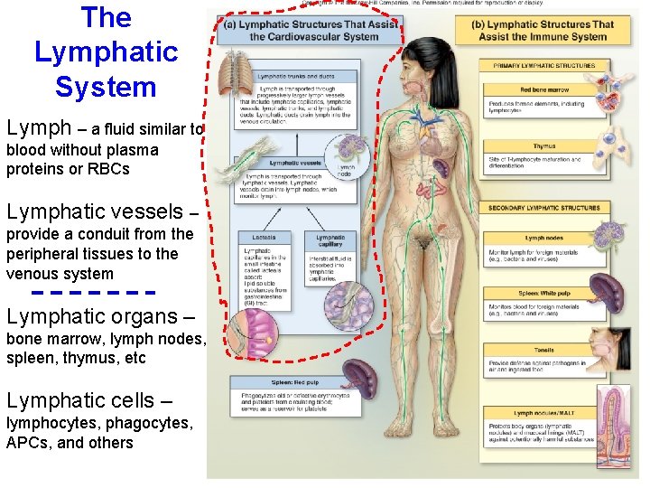 The Lymphatic System Lymph – a fluid similar to blood without plasma proteins or