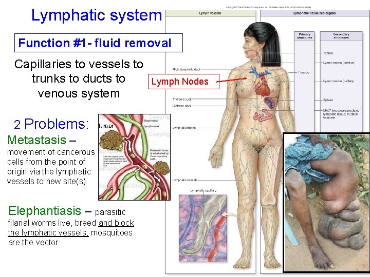 Lymphatic system Function #1 - fluid removal Capillaries to vessels to trunks to ducts