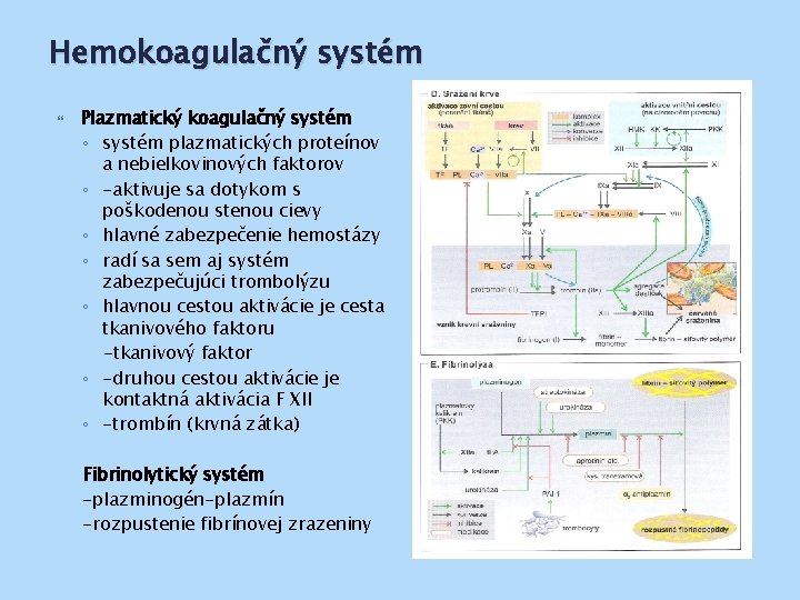 Hemokoagulačný systém Plazmatický koagulačný systém ◦ systém plazmatických proteínov a nebielkovinových faktorov ◦ -aktivuje