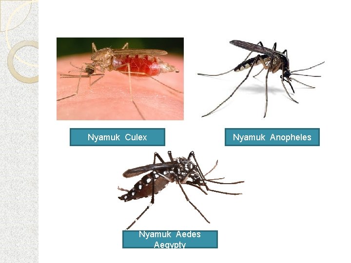 Nyamuk Culex Nyamuk Aedes Aegypty Nyamuk Anopheles 