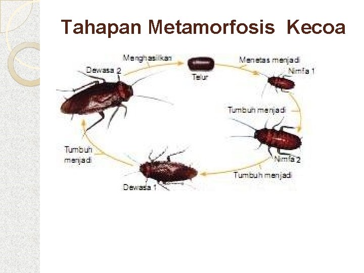 Tahapan Metamorfosis Kecoa 