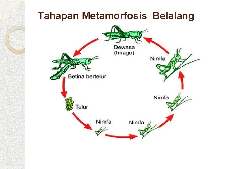 Tahapan Metamorfosis Belalang 