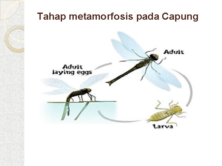 Tahap metamorfosis pada Capung 