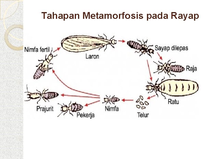 Tahapan Metamorfosis pada Rayap 