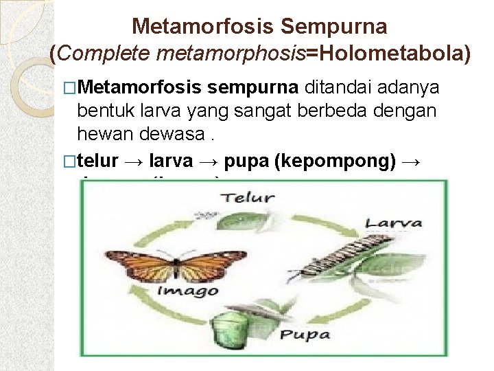 Metamorfosis Sempurna (Complete metamorphosis=Holometabola) �Metamorfosis sempurna ditandai adanya bentuk larva yang sangat berbeda dengan