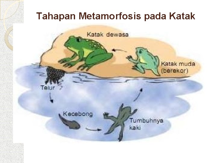 Tahapan Metamorfosis pada Katak 