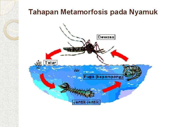 Tahapan Metamorfosis pada Nyamuk 