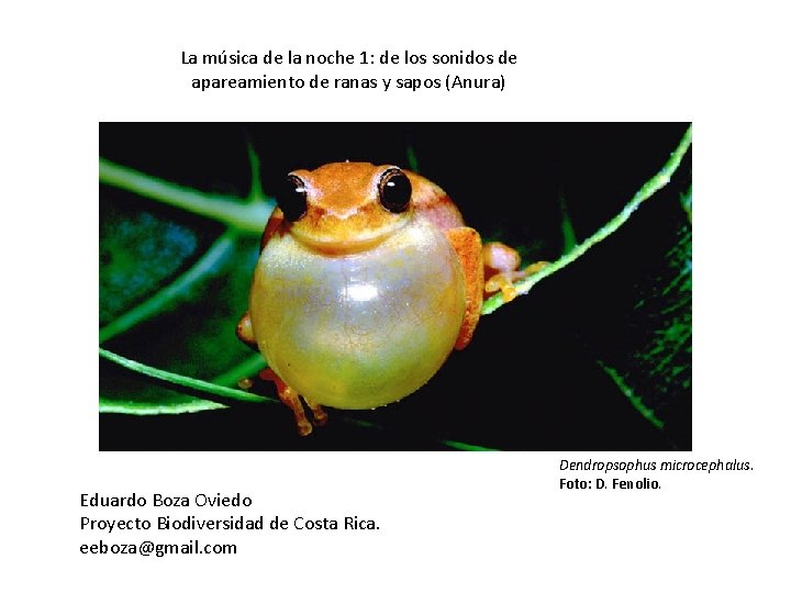 La música de la noche 1: de los sonidos de apareamiento de ranas y La música de la noche 1: de los sonidos de apareamiento de ranas y