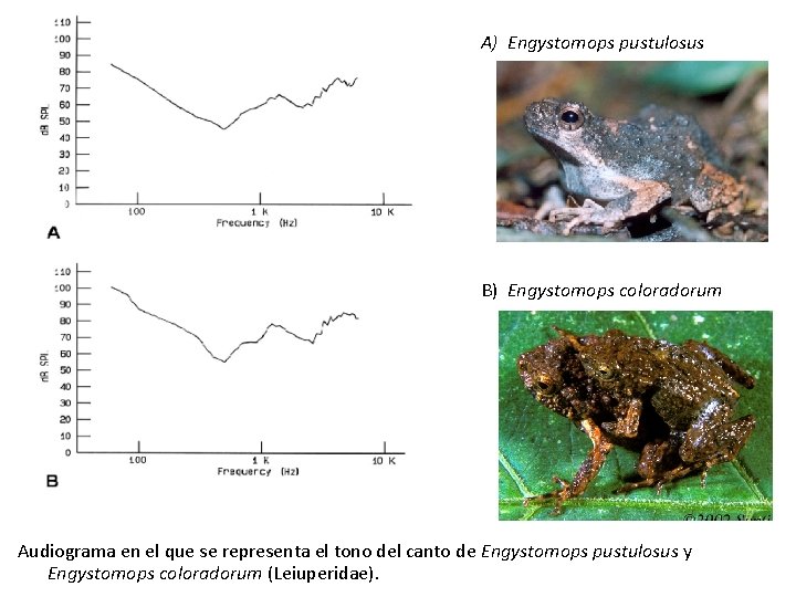 A) Engystomops pustulosus B) Engystomops coloradorum Audiograma en el que se representa el tono A) Engystomops pustulosus B) Engystomops coloradorum Audiograma en el que se representa el tono