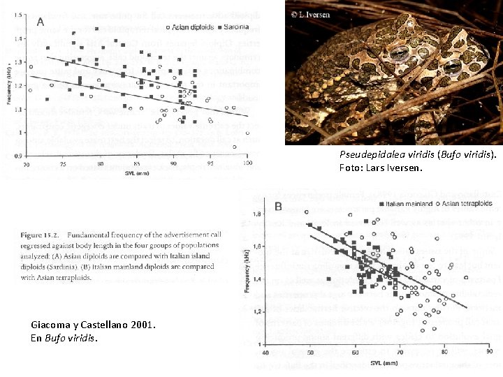 Pseudepidalea viridis (Bufo viridis). Foto: Lars Iversen. Giacoma y Castellano 2001. En Bufo viridis. Pseudepidalea viridis (Bufo viridis). Foto: Lars Iversen. Giacoma y Castellano 2001. En Bufo viridis.
