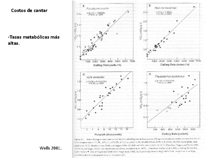 Costos de cantar -Tasas metabólicas más altas. Wells 2001. Costos de cantar -Tasas metabólicas más altas. Wells 2001.