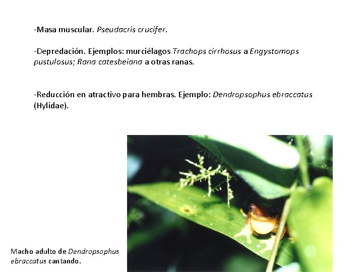 -Masa muscular. Pseudacris crucifer. -Depredación. Ejemplos: murciélagos Trachops cirrhosus a Engystomops pustulosus; Rana catesbeiana -Masa muscular. Pseudacris crucifer. -Depredación. Ejemplos: murciélagos Trachops cirrhosus a Engystomops pustulosus; Rana catesbeiana