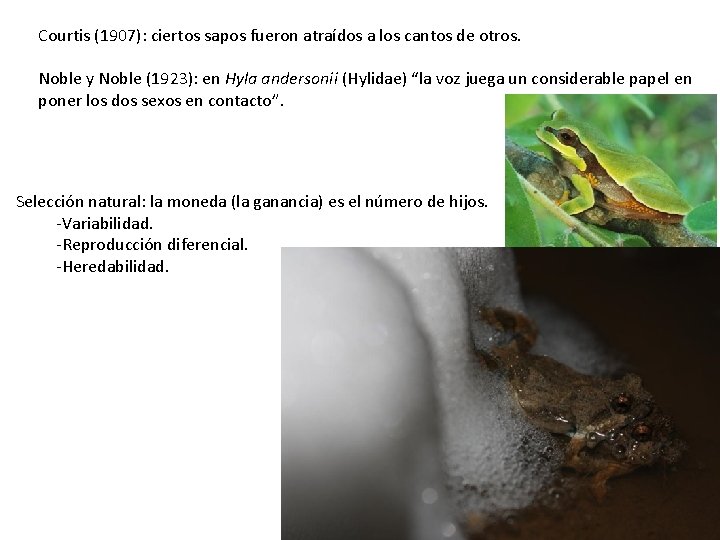 Courtis (1907): ciertos sapos fueron atraídos a los cantos de otros. Noble y Noble Courtis (1907): ciertos sapos fueron atraídos a los cantos de otros. Noble y Noble
