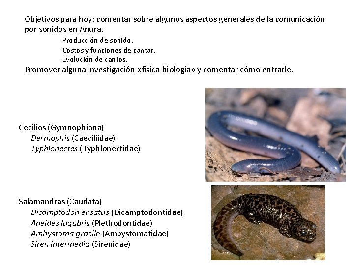 Objetivos para hoy: comentar sobre algunos aspectos generales de la comunicación por sonidos en Objetivos para hoy: comentar sobre algunos aspectos generales de la comunicación por sonidos en
