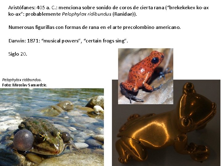 Aristófanes: 405 a. C. : menciona sobre sonido de coros de cierta rana (“brekekekex Aristófanes: 405 a. C. : menciona sobre sonido de coros de cierta rana (“brekekekex