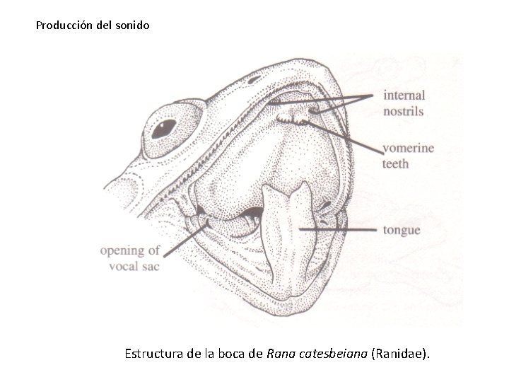 Producción del sonido Estructura de la boca de Rana catesbeiana (Ranidae). Producción del sonido Estructura de la boca de Rana catesbeiana (Ranidae).