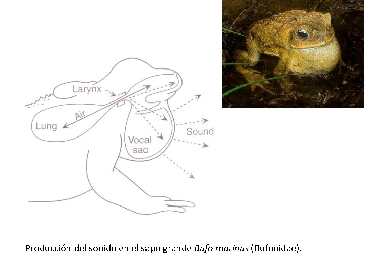 Producción del sonido en el sapo grande Bufo marinus (Bufonidae). Producción del sonido en el sapo grande Bufo marinus (Bufonidae).