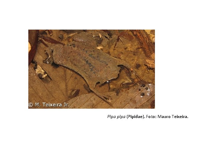 Pipa pipa (Pipidae). Foto: Mauro Teixeira. Pipa pipa (Pipidae). Foto: Mauro Teixeira.