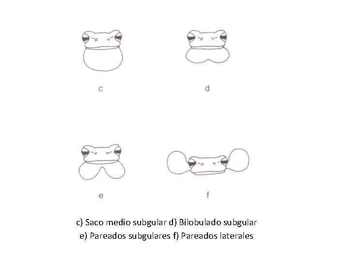 c) Saco medio subgular d) Bilobulado subgular e) Pareados subgulares f) Pareados laterales c) Saco medio subgular d) Bilobulado subgular e) Pareados subgulares f) Pareados laterales