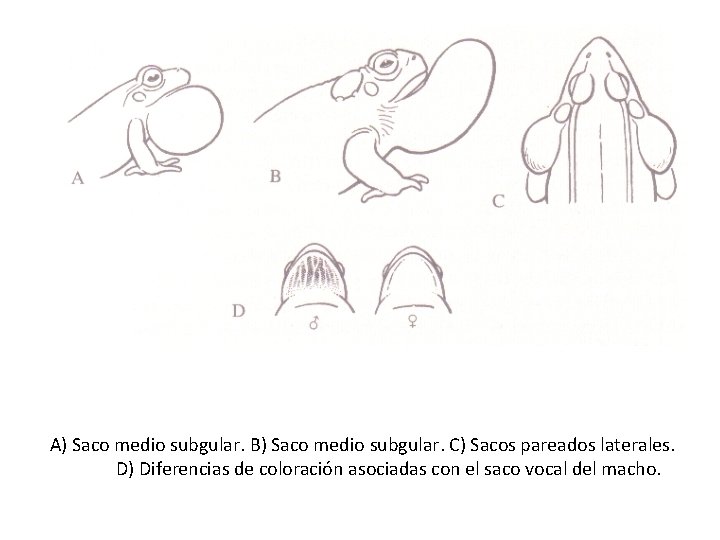 A) Saco medio subgular. B) Saco medio subgular. C) Sacos pareados laterales. D) Diferencias A) Saco medio subgular. B) Saco medio subgular. C) Sacos pareados laterales. D) Diferencias