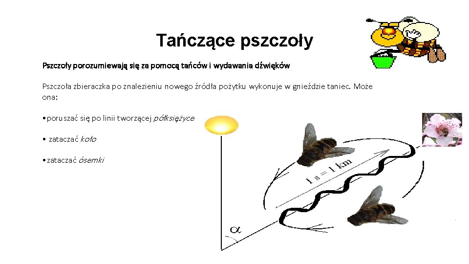 Tańczące pszczoły Pszczoły porozumiewają się za pomocą tańców i wydawania dźwięków Pszczoła zbieraczka po