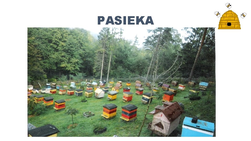 PASIEKA 