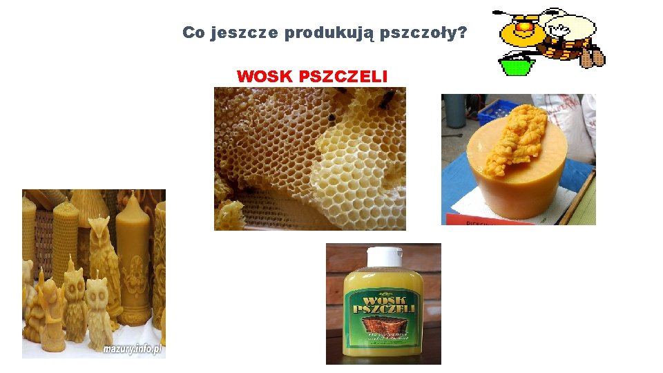 Co jeszcze produkują pszczoły? WOSK PSZCZELI 