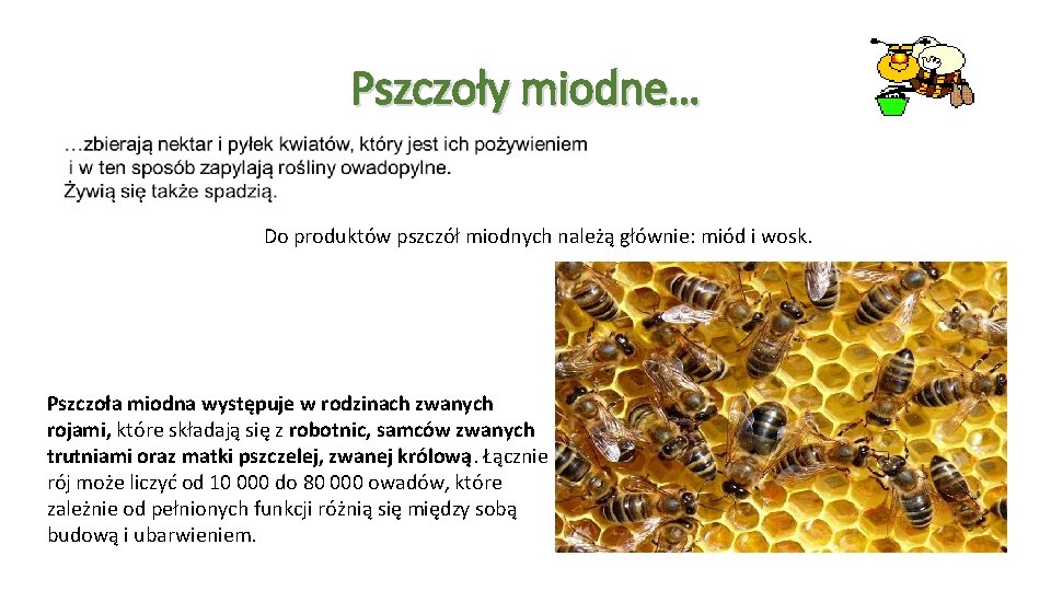 Pszczoły miodne… Do produktów pszczół miodnych należą głównie: miód i wosk. Pszczoła miodna występuje