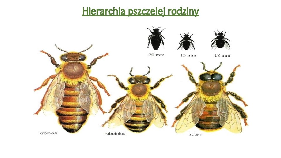 Hierarchia pszczelej rodziny 