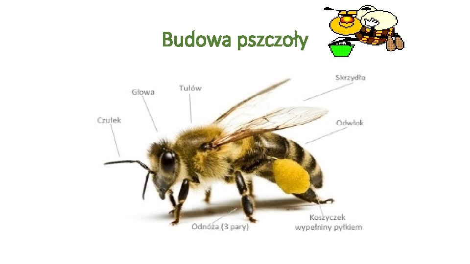 Budowa pszczoły 