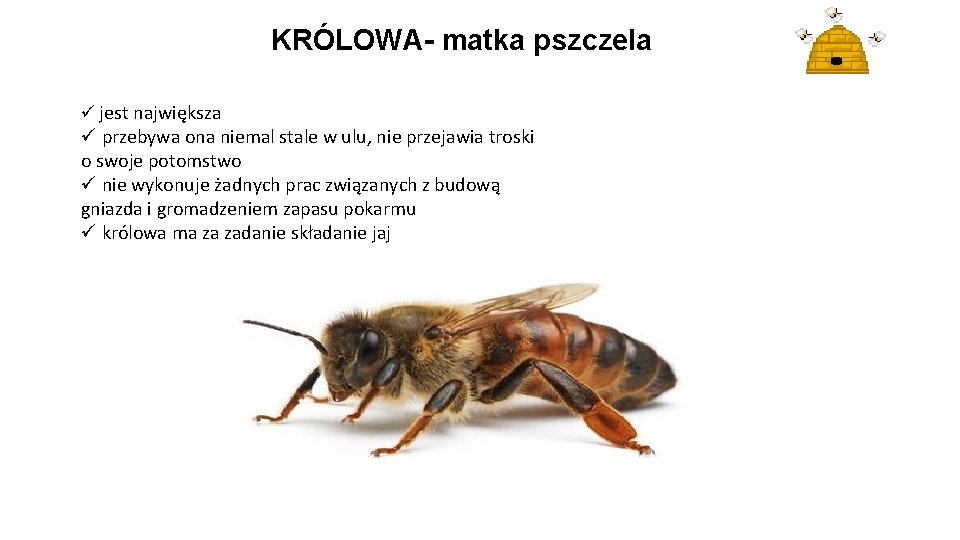 KRÓLOWA- matka pszczela ü jest największa ü przebywa ona niemal stale w ulu, nie