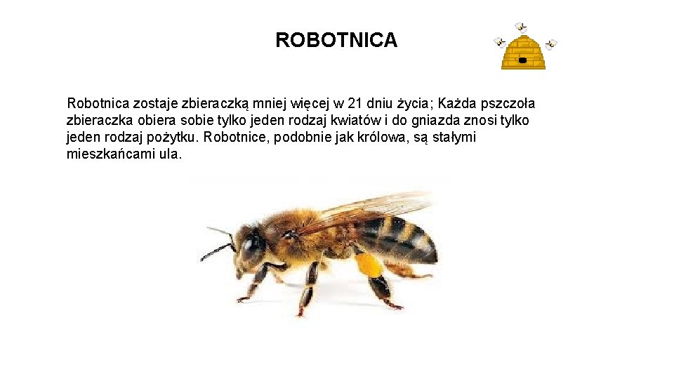ROBOTNICA Robotnica zostaje zbieraczką mniej więcej w 21 dniu życia; Każda pszczoła zbieraczka obiera