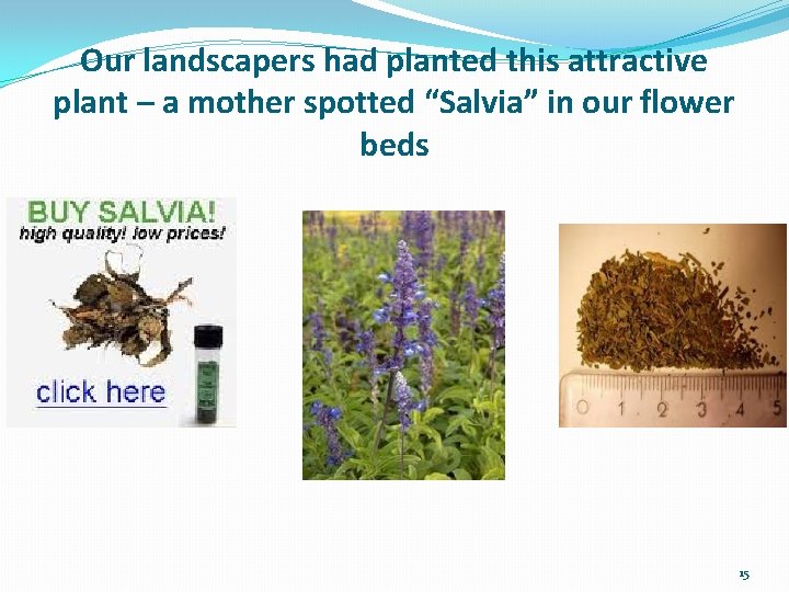 Our landscapers had planted this attractive plant – a mother spotted “Salvia” in our