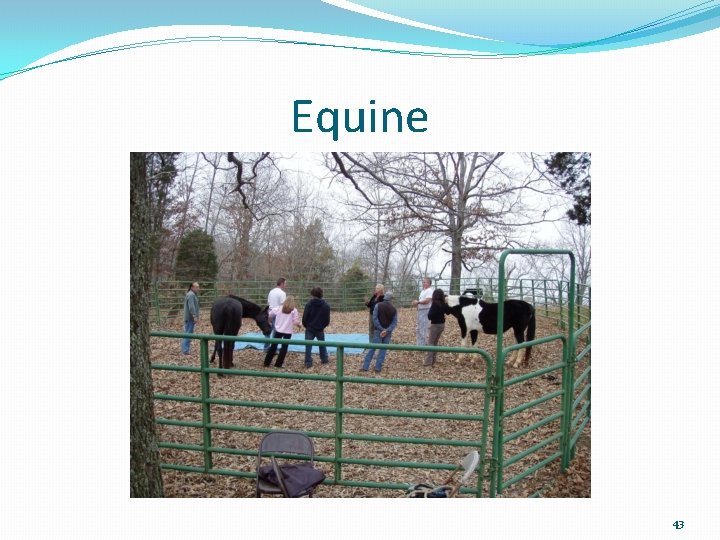 Equine 43 