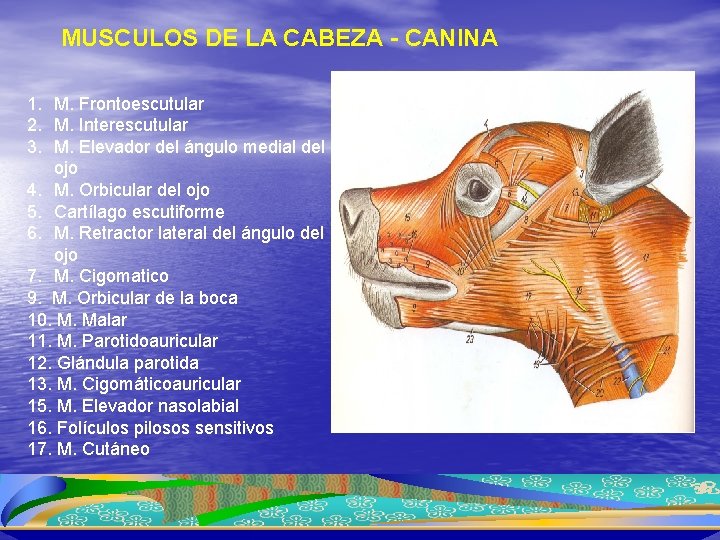 MIOLOGIA ANGELICA CANO BUITRAGO MIOLOGIA Los Msculos Se MIOLOGIA ANGELICA CANO BUITRAGO MIOLOGIA Los Msculos Se