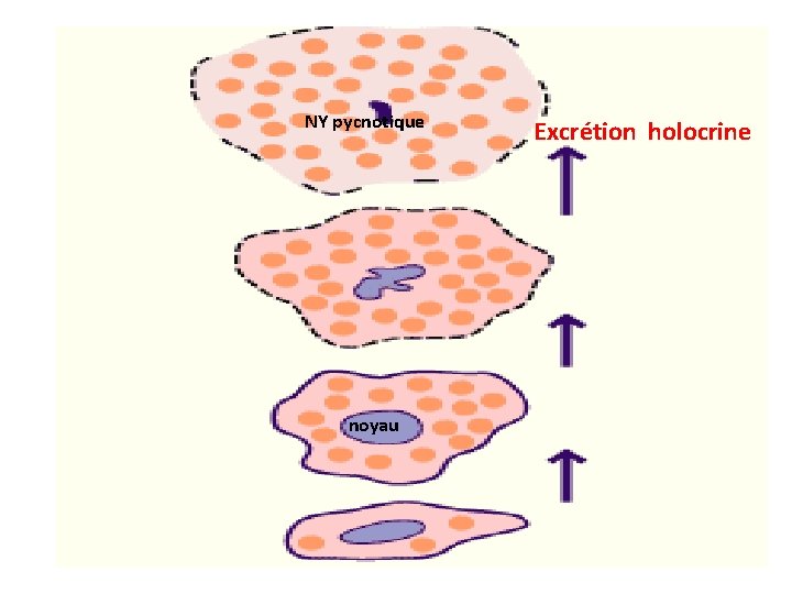 NY pycnotique noyau Excrétion holocrine NY pycnotique noyau Excrétion holocrine